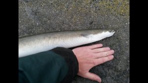 Рыбалка на угря. Часть 2.#рыбалка #угорь