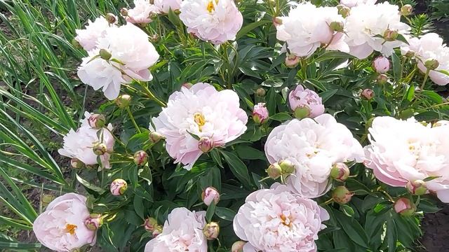 Пионы Этчед Салмон,Дюшес де Немур,Леди Александра Дафф,Примевер начинают цветение.Июнь 2022г. смотреть онлайн
