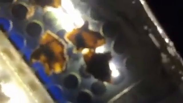 Все аквариумы музея Мирового океана на данный момент смотреть онлайн