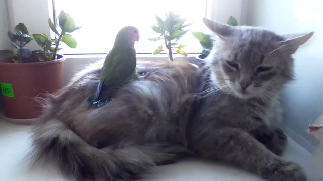 Кто в доме хозяин! смотреть онлайн