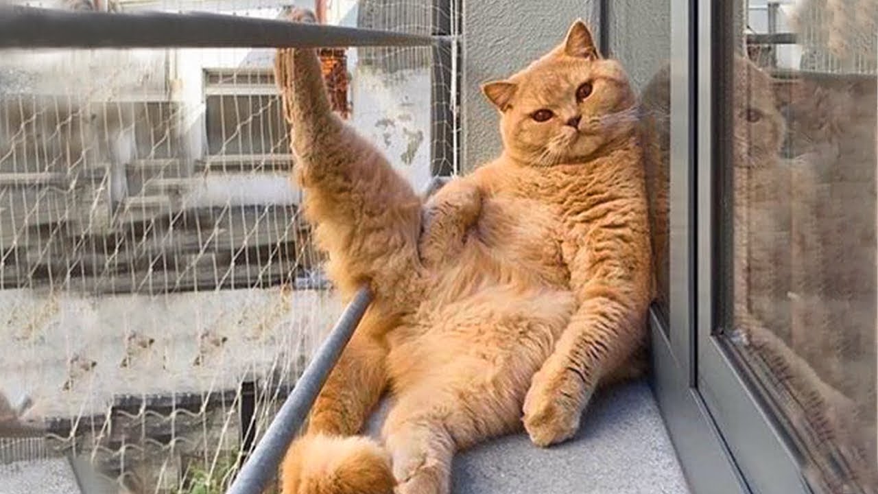 Я РЖАЛ ЦЕЛЫЙ ЧАС?ПОДБОРКА СМЕШНЫХ КОТОВ И СОБАК ДЛЯ ХОРОШЕГО НАСТРОЕНИЯ? #13 смотреть онлайн