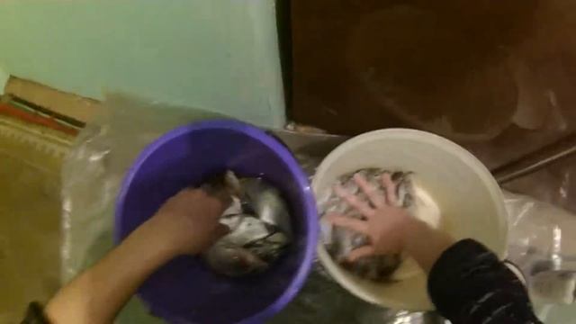 как быстро солить тарань в рапе смотреть онлайн