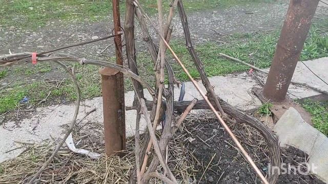 Искореняющая  обработка на беседке, доращивание рукавов на трёх летних кустах винограда.