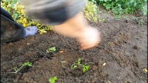 СЕЛЬДЕРЕЙ ЧЕРЕШКОВЫЙ. ПОСАДКА В ГРУНТ.
