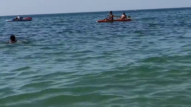 Дельфины подошли к берегу. смотреть онлайн