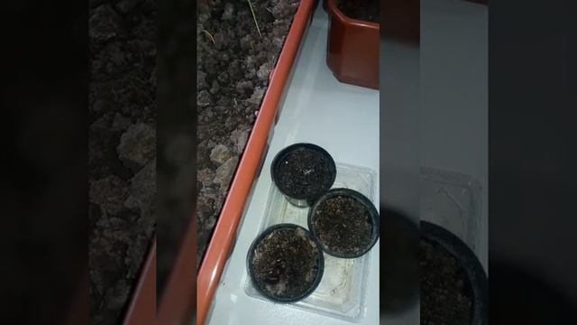 САДИМ В ФЕВРАЛЕ.КОТОВНИК.КОШАЧЬЯ МЯТА. СЕЮ РАССАДУ ПОД ФИТОЛАМПУ смотреть онлайн