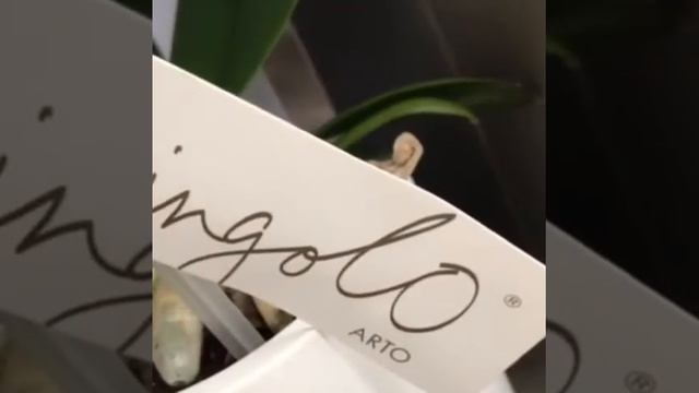 ШОКИРУЮЩАЯ СЕРАЯ ОРХИДЕЯ!!! СИНГОЛО АРТО. смотреть онлайн