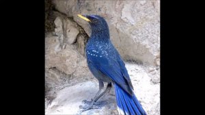 Голоса птиц Западного Тянь-Шаня/Синяя птица