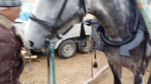 как правильно запрячь лошадь в русскую дуговую упряжь