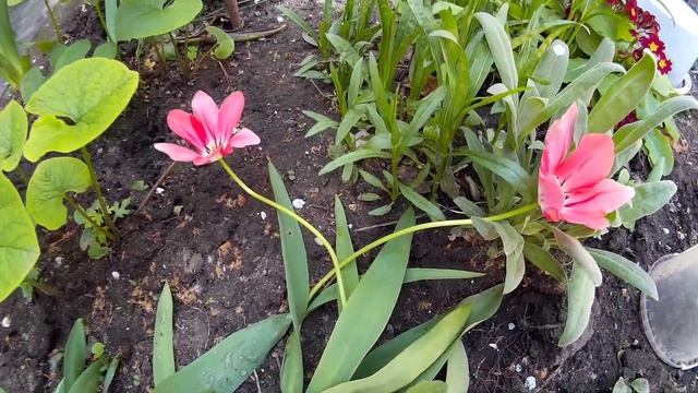 Необычные два тюльпана цвета розового фламинго. Распустившиеся розовые тюльпаны смотреть онлайн