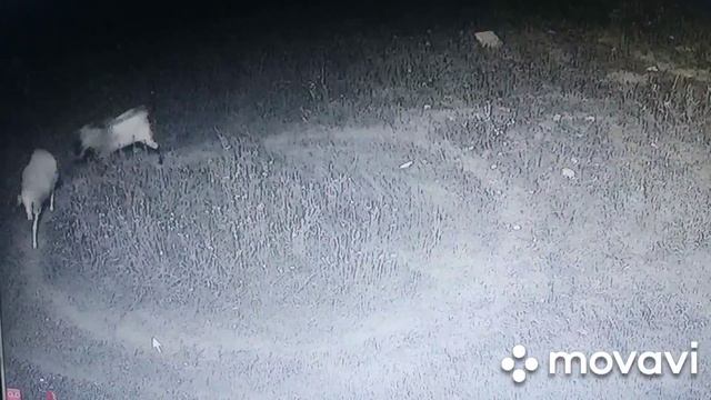 БАЛ САТАНЫ | ВЫЗЫВАЮТ ДЬЯВОЛА | ЧЕРТ И НЕВЕСТА смотреть онлайн