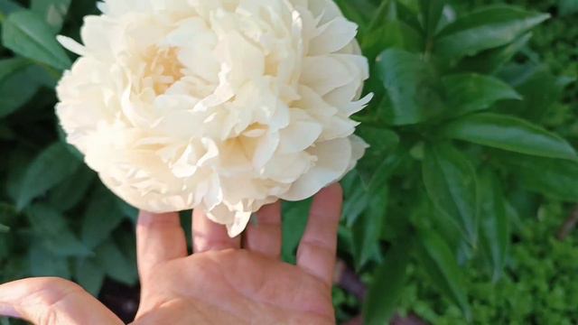 Пион Summer Glow смотреть онлайн