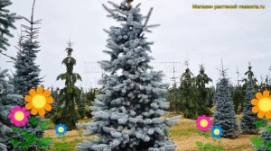 Ель колючая Хупсии. Краткий обзор, описание характеристик picea pungens Hoopsii