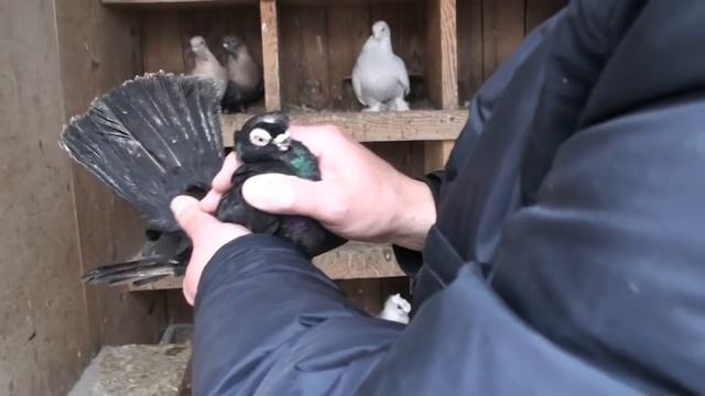 красивые питомцы. и можно купить..у Леонида..г.Киев смотреть онлайн