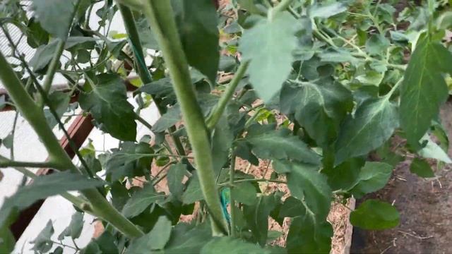 Опрыскиваю для здоровых томатов смотреть онлайн