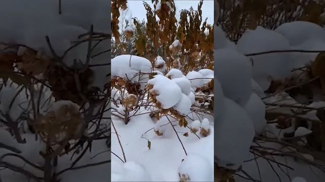 Почему осенью надо обрезать гортензию метельчатую?