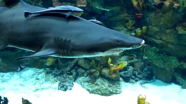 Океан Плаза Аквариум смотреть онлайн