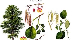 Peter Pen. Ветки каких деревьев можно давать кроликам!