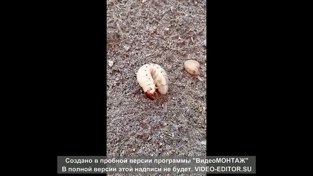 Личинка жука-носорога смотреть онлайн