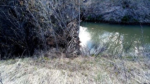 Бобры построили плотину смотреть онлайн