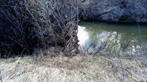 Бобры построили плотину