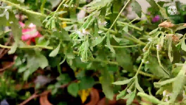 Stevia Plant #Natural Sweetener #Ayurvedic Plant #Medicinal Plant # Sugar Substitute