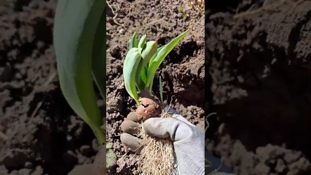 Рассаживаю тюльпаны весной. смотреть онлайн