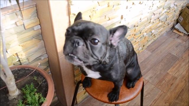 Французский бульдог # 1 смотреть онлайн