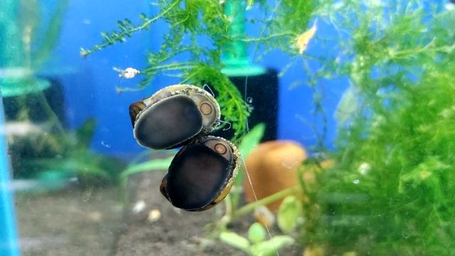 НЕРЕТИНА самая полезная улитка - аквариумистика