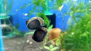 НЕРЕТИНА самая полезная улитка - аквариумистика