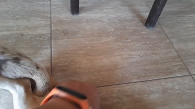 вязка собак чихуахуа ❗только для взрослых ❗ питомник собак Кастропуло Крым Симферополь смотреть онлайн