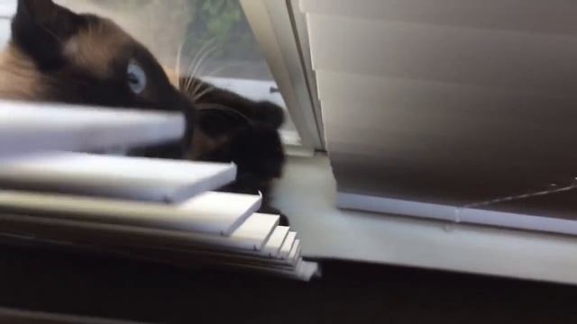 Сиамский кот разговаривает =^..^= СИАМСКИЕ КОШКИ смотреть онлайн