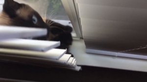 Сиамский кот разговаривает =^..^= СИАМСКИЕ КОШКИ