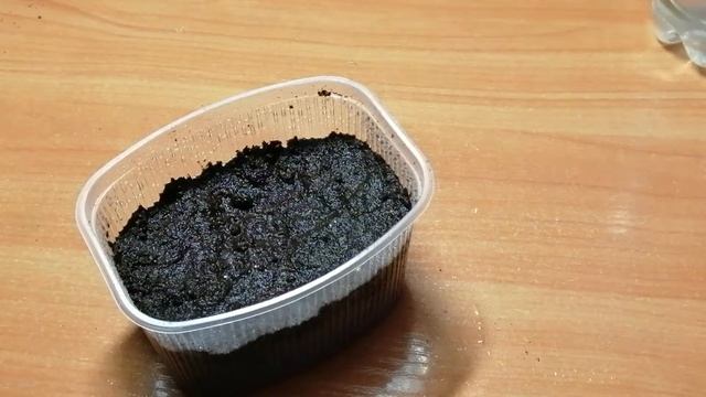 Выращивание гейхеры Цыганская Скрипка из семян. Посев семян гейхеры на рассаду. Часть 1. смотреть онлайн