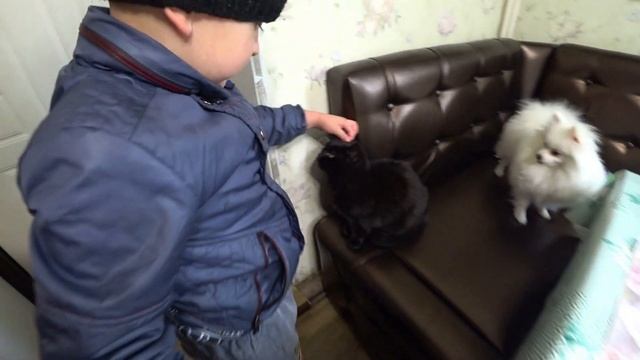 Бабушка недомогает. Ждали ветеринаров. Ефим накормил кошку. Купили набор лего. смотреть онлайн