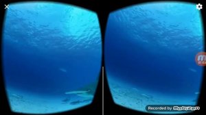 Я В 3D ОЧКАХ ПОД ВОДОЙ С АКУЛАМИ