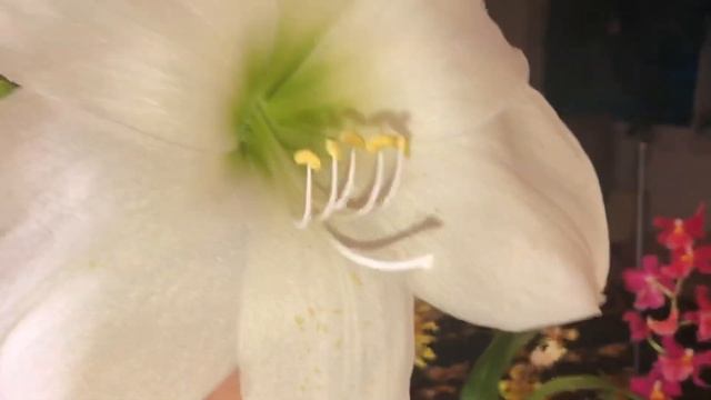 Как быстро зацветает амариллис. Хроника роста забытой бульбы. Амариллис или гиппеаструм? смотреть онлайн