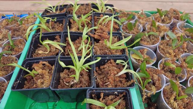 Neuheiten und Wissenswertes zu pikierten Orchideen Jungpflanzen смотреть онлайн