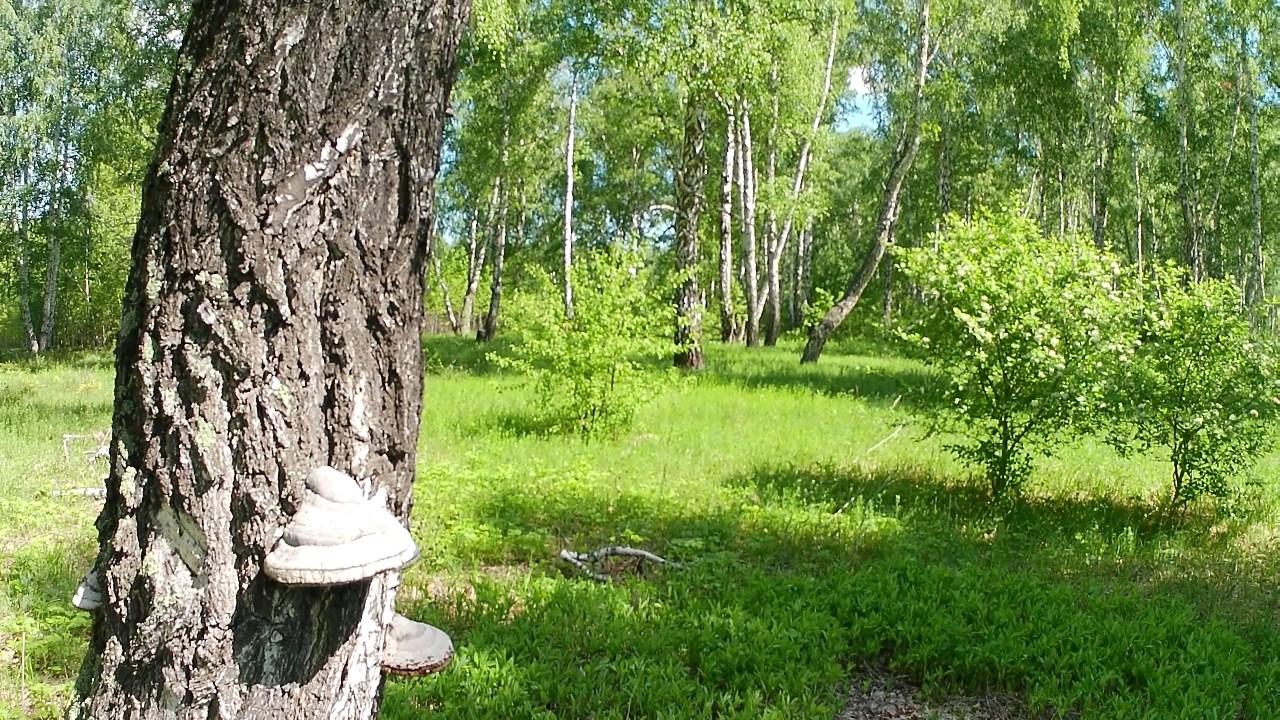 Прогулка в лес в первый день лета смотреть онлайн