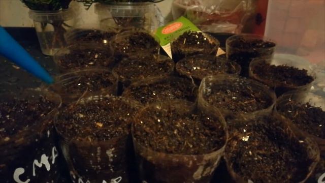 САЖАЮ ХВОЙНИКИ В ФЕВРАЛЕ смотреть онлайн