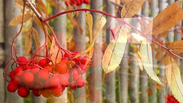 Мой учител музыки [домра] смотреть онлайн