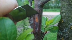 Результат прививки черешни на сливу окулировка черешни