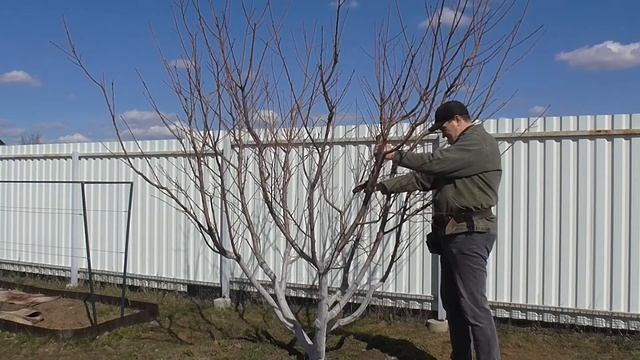 Обрезка персика на звено плодоношения. Формировка чашей. смотреть онлайн