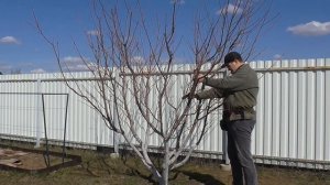 Обрезка персика на звено плодоношения. Формировка чашей.