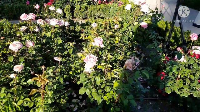 Jardin de rosaleda or the garden of rose inside of retiro park in the heart of city of madrid. смотреть онлайн