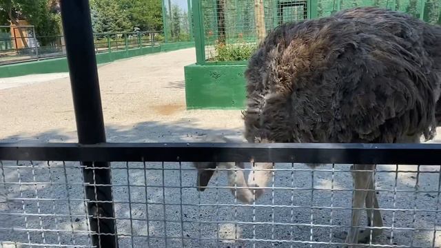 КРАСИВЫЕ ФЛАМИНГО!ПАРК ЛЬВОВ ТАЙГАН!BEAUTIFUL FLAMINGOS!TAIGAN.PARK OF LIONS