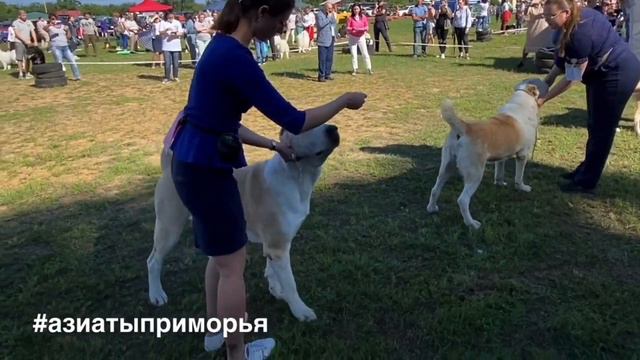 Ринг САО. Владивосток. 22.08.2020 г. смотреть онлайн