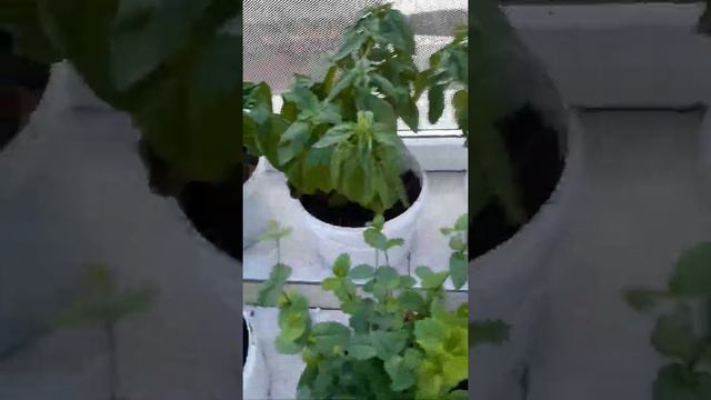 Базилик и мята,овакаданы қалай гаршока қондыруды үйренесіздерма? смотреть онлайн