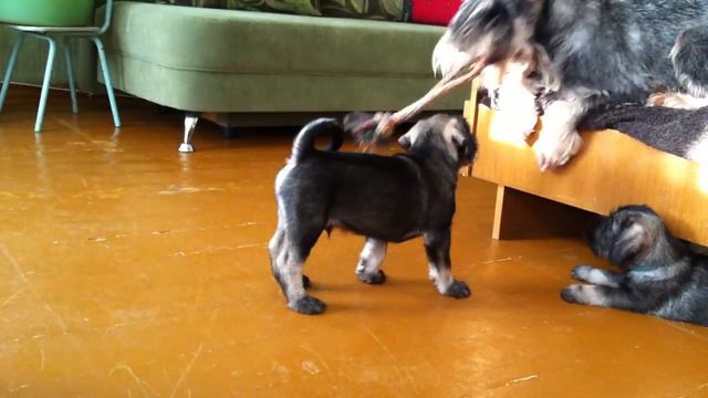 Schnauzer puppy-Boy.MOV смотреть онлайн