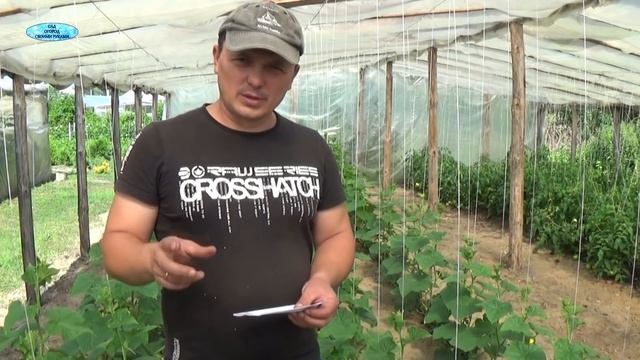 ПОЧЕМУ НА ОГУРЦАХ НЕ ВЯЖУТСЯ ОГУРЧИКИ? смотреть онлайн